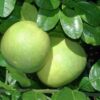 pamplemousse des marquises